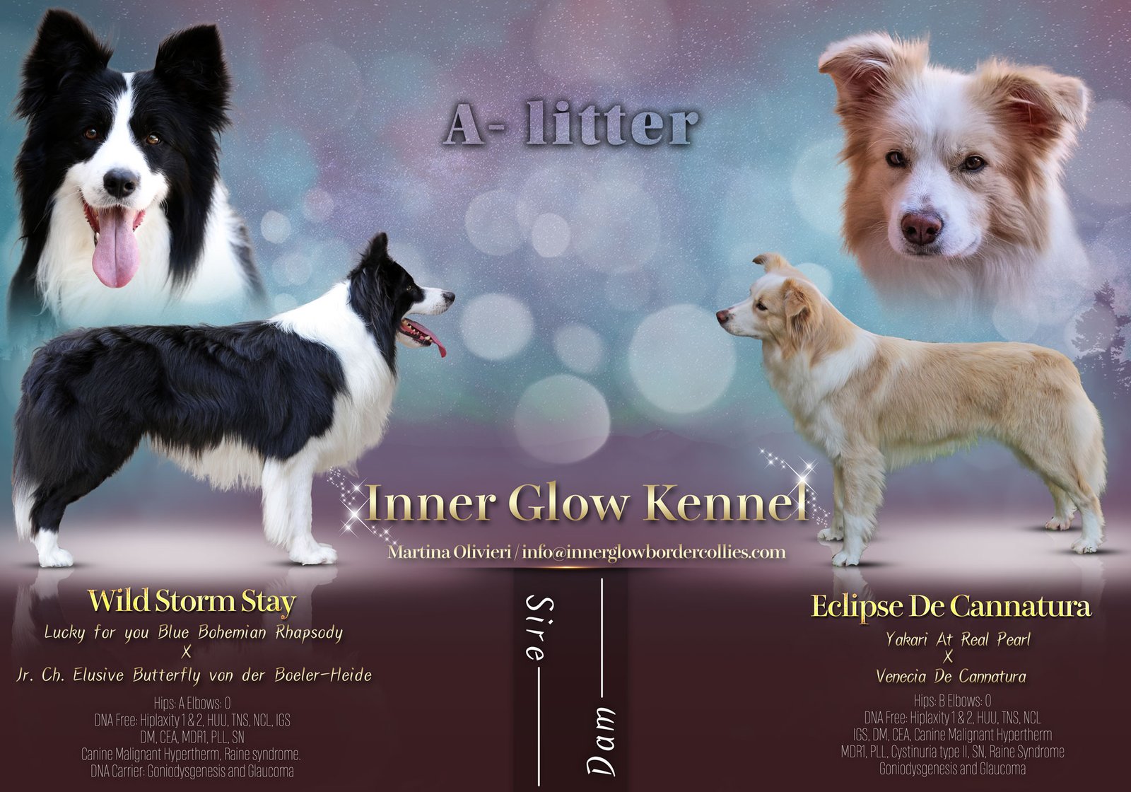 Maya x Stay Inner Glow Border Collies