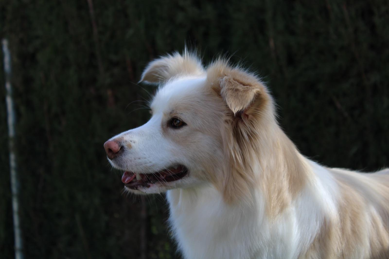 Eclipse Cannatura Border Collie