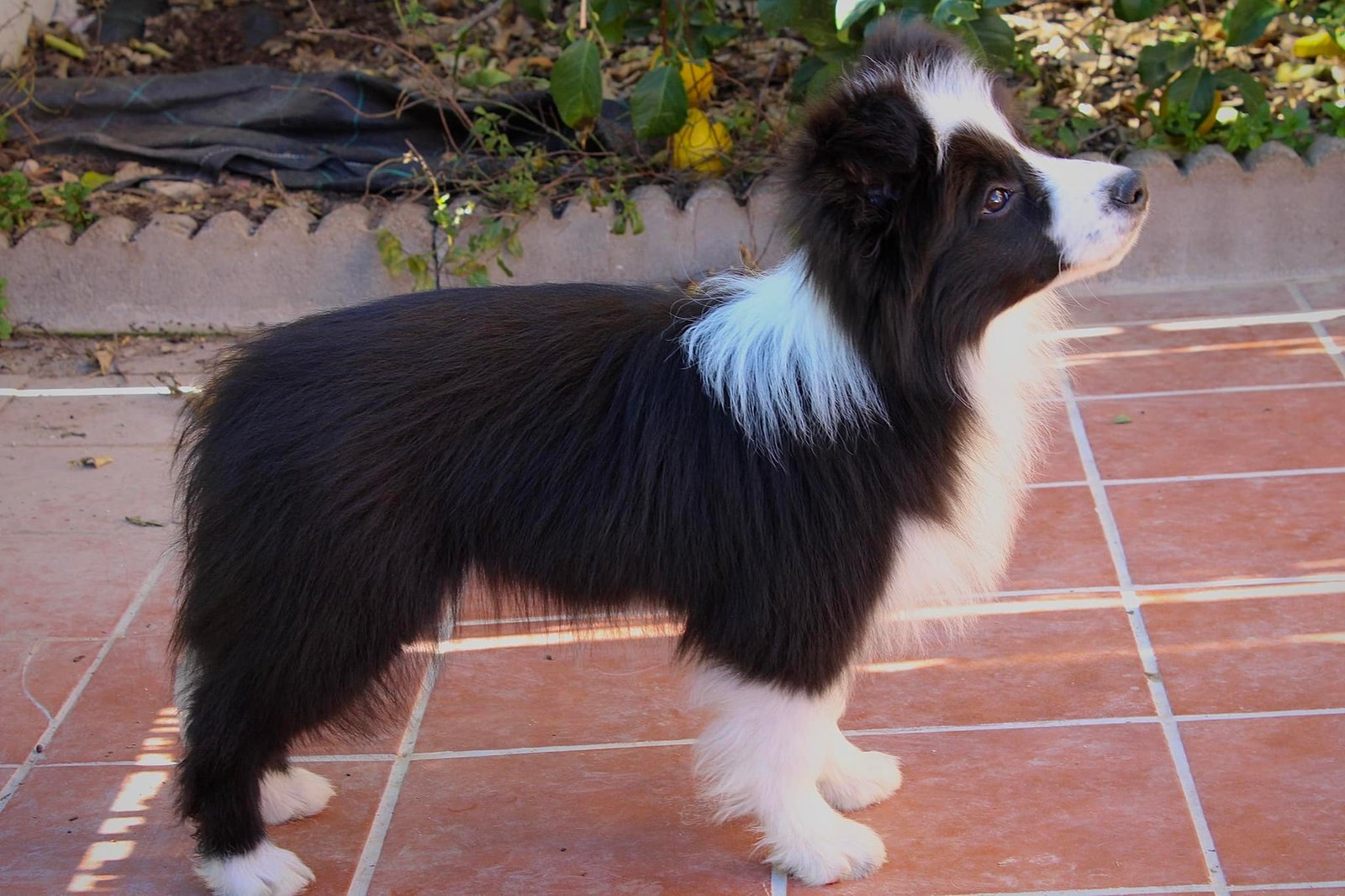 3 meses y medio