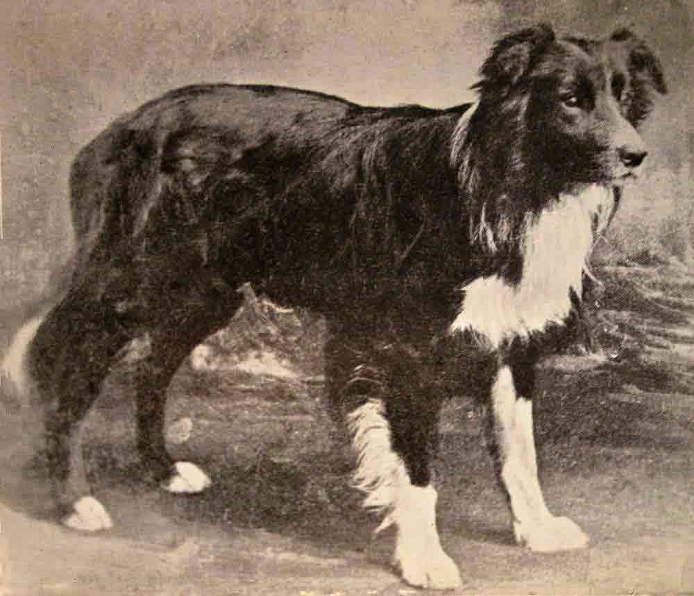 Old-Hemp-Border-Collie