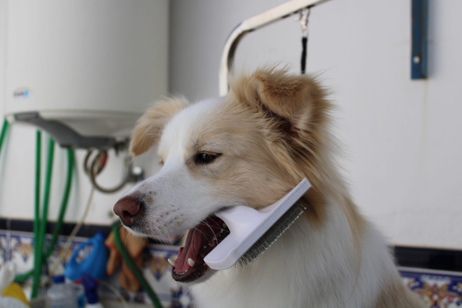 Cuidado pelo border collie