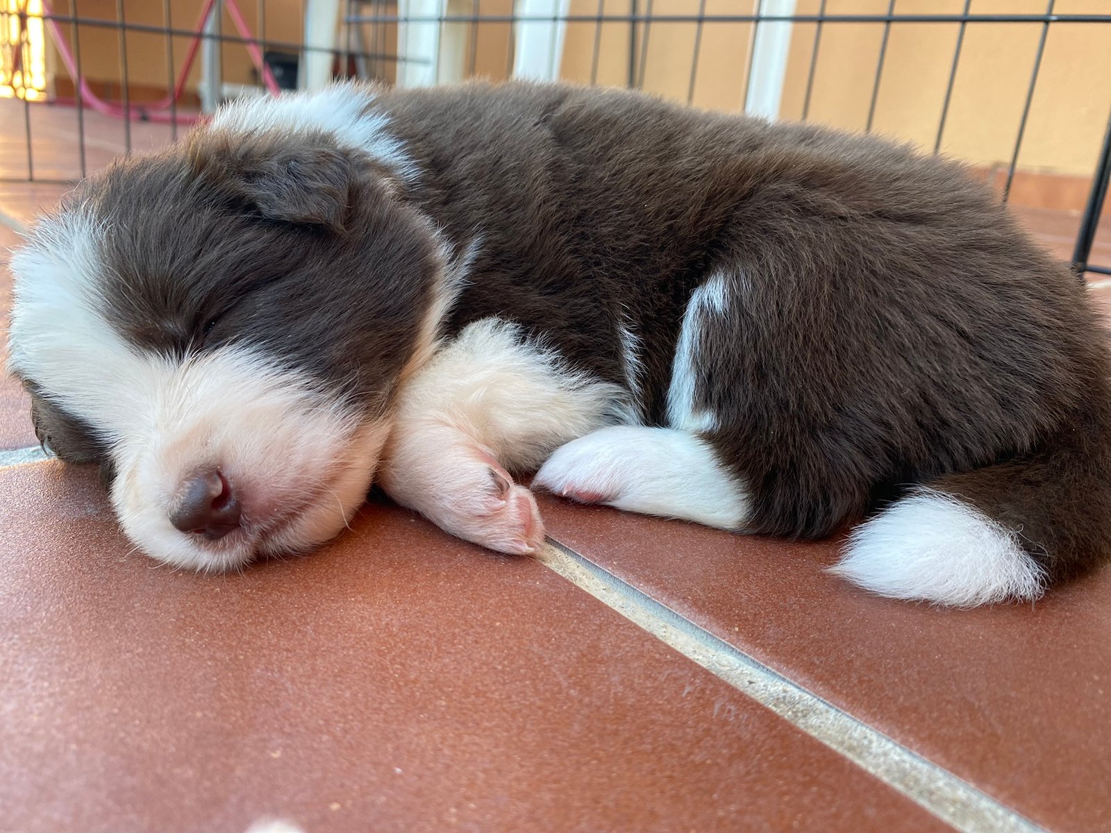 Border collie durmiendo