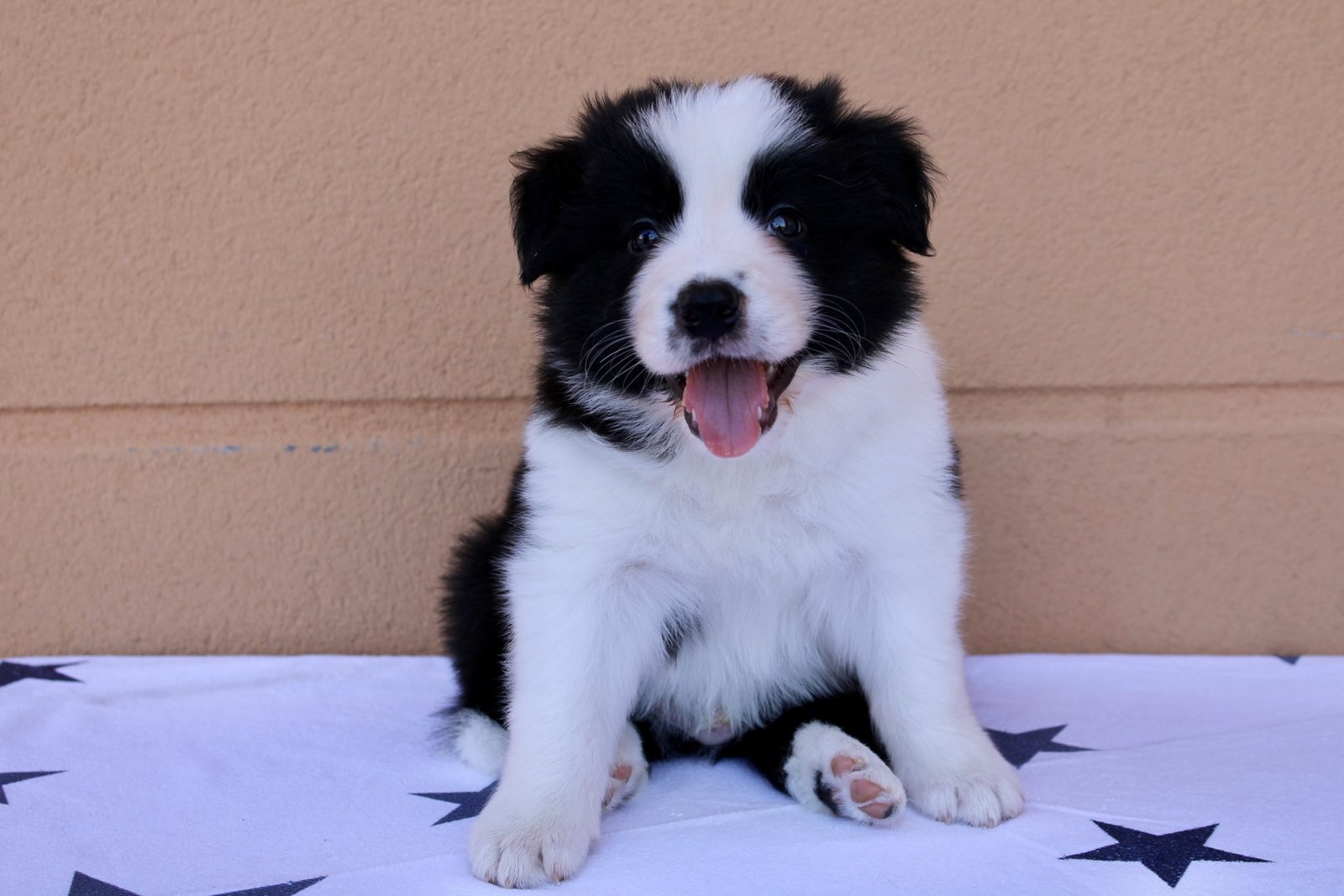 border collie inner glow