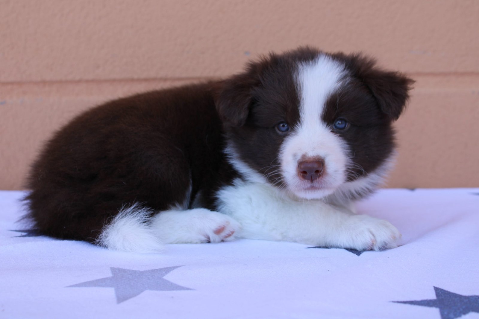 cachorro border collie chocolate