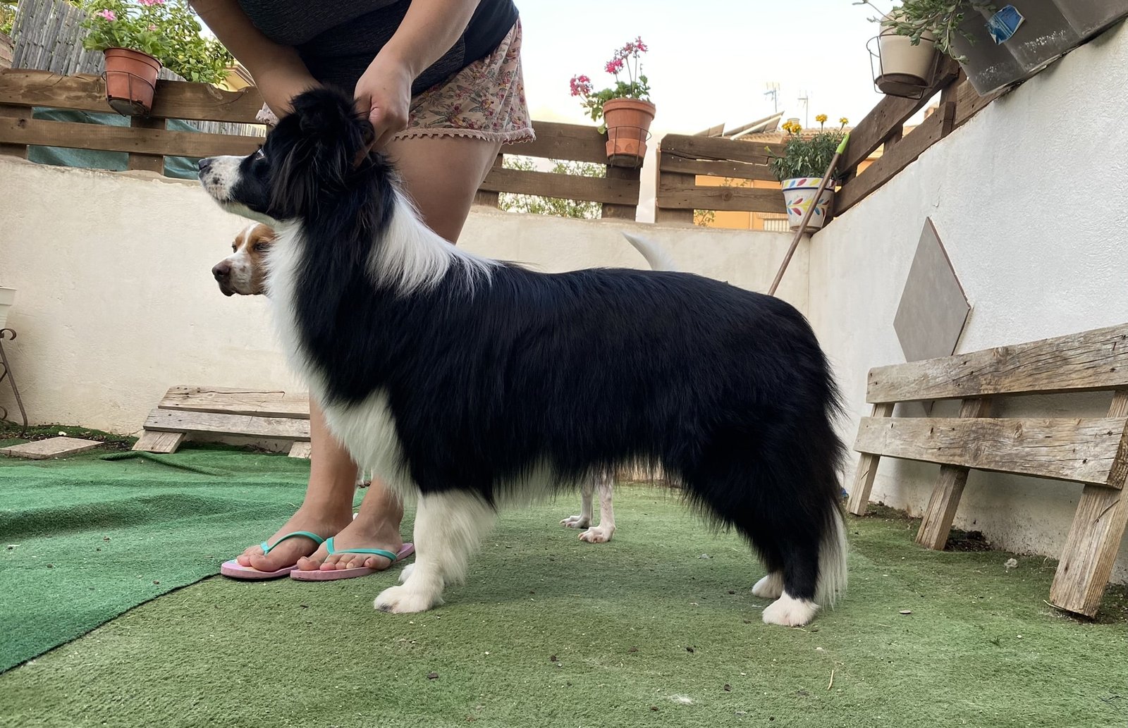 Border collie belleza
