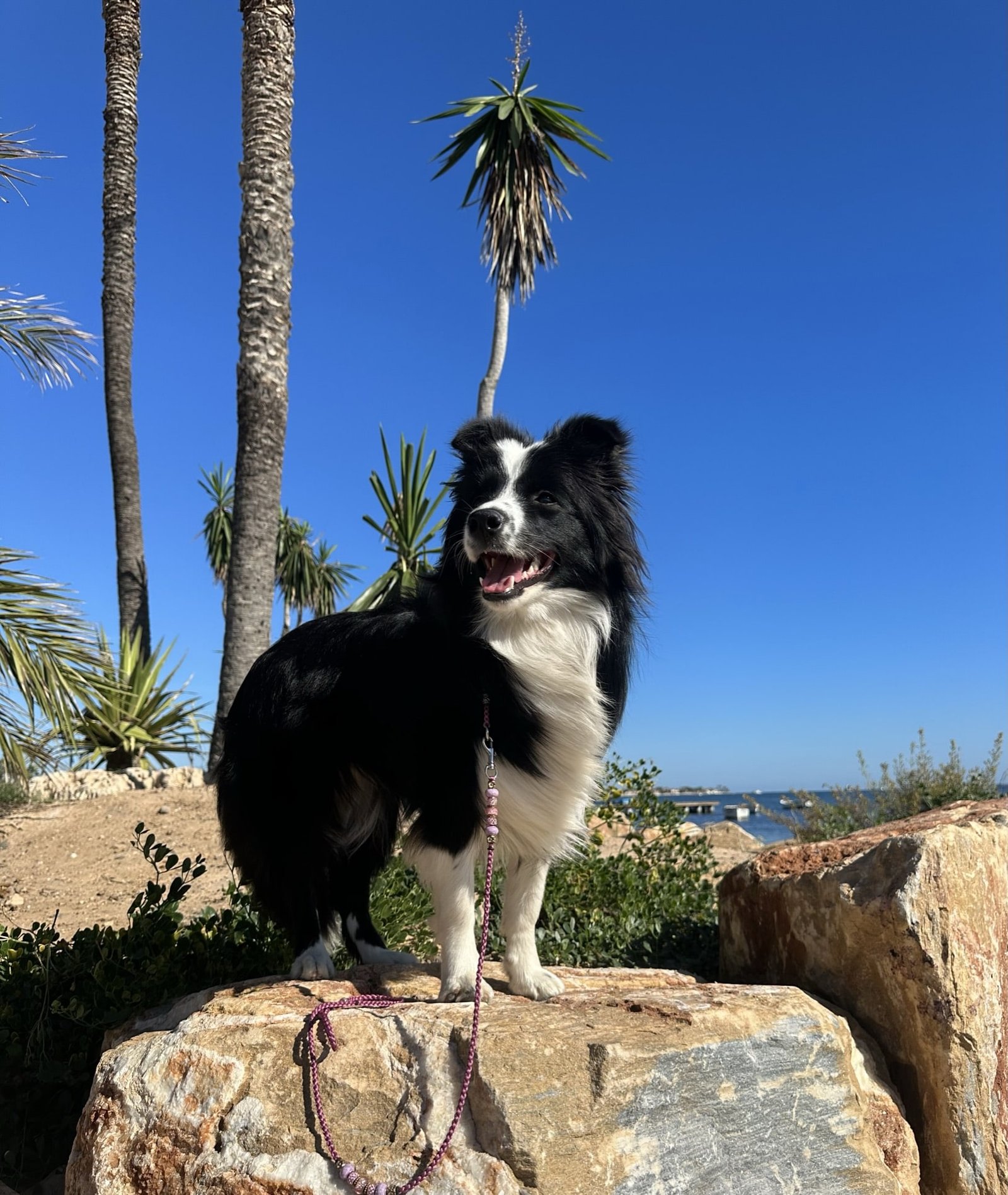border collie playa