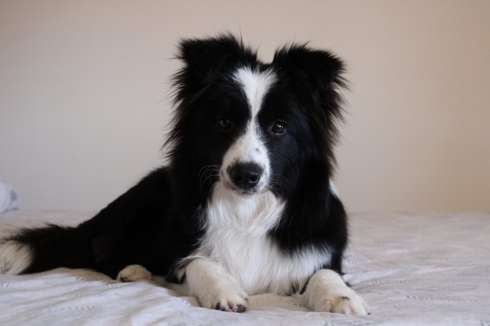 Border collie Aura