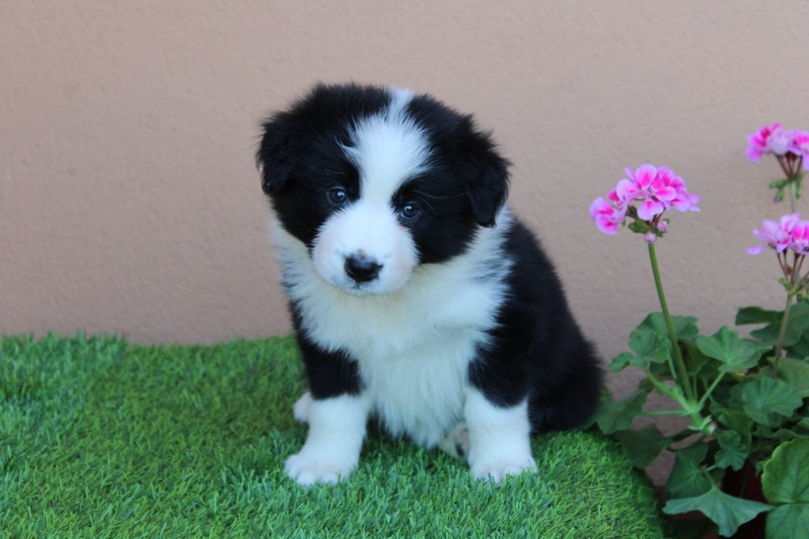 Bordercollie flores