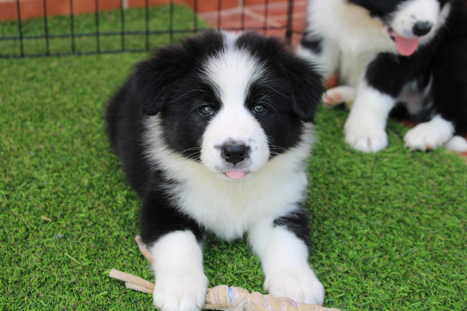 Mejor border collie