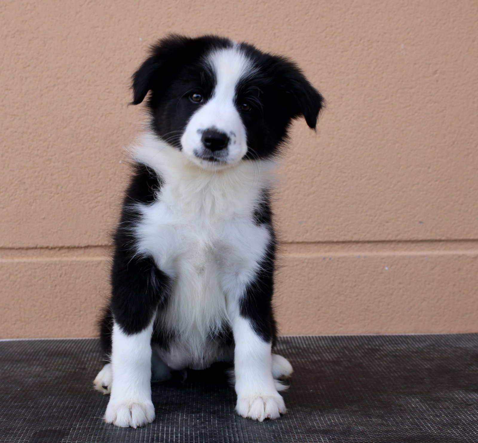 Border collie cachorro