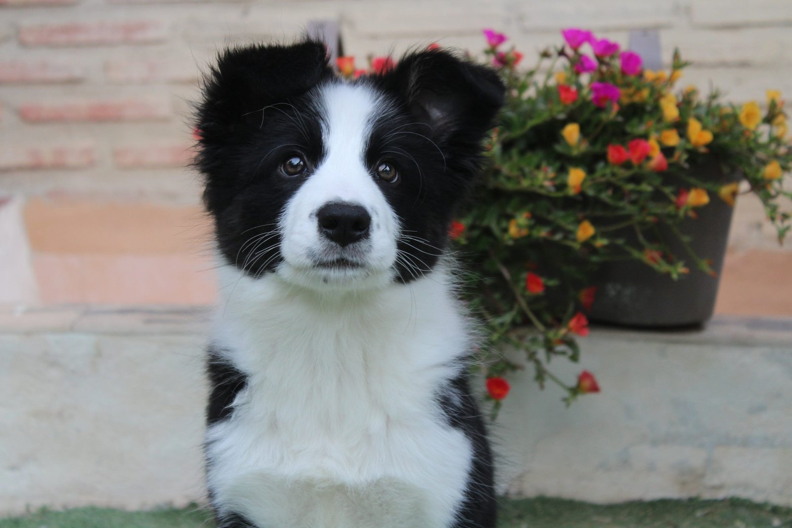 Leia Border Collie