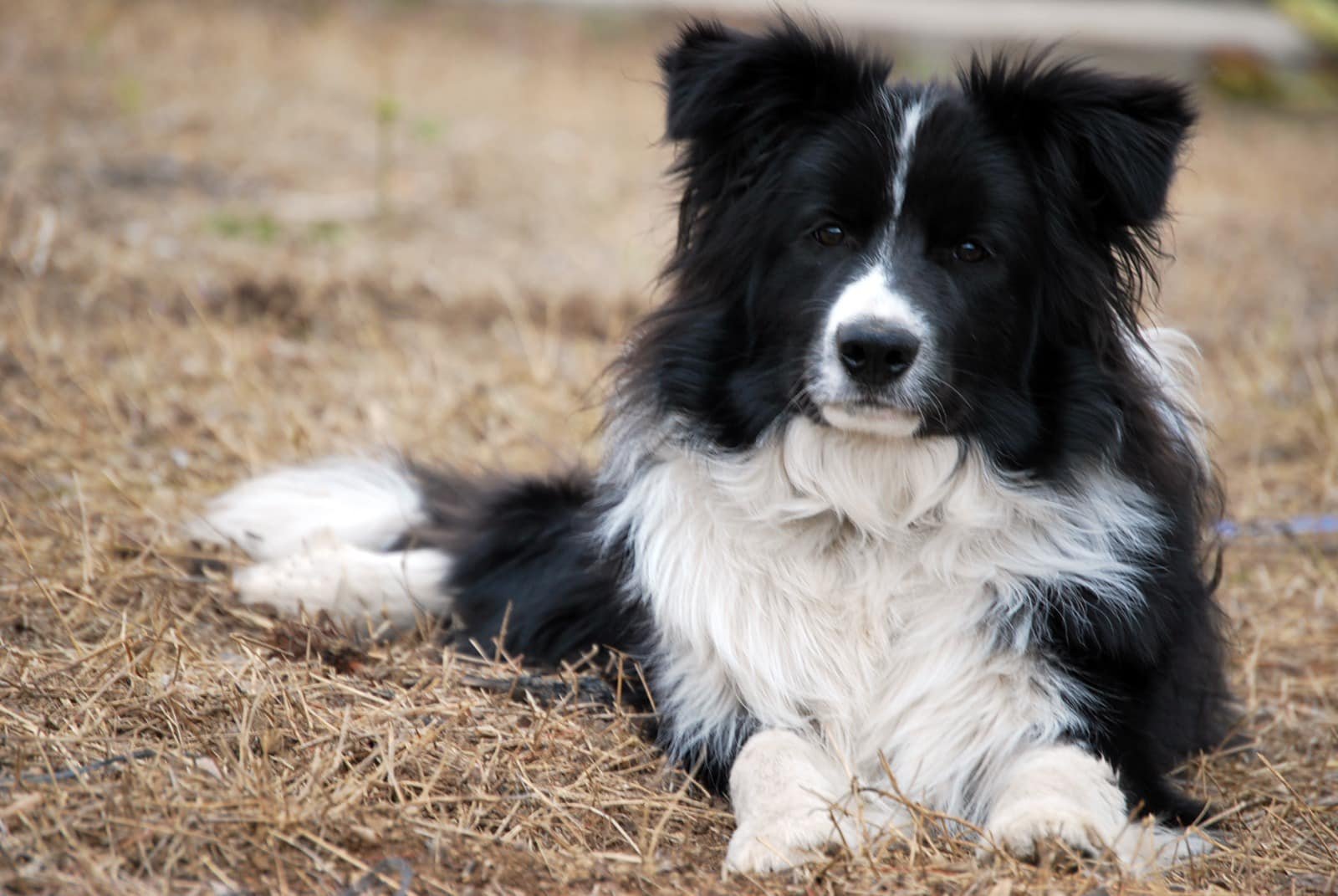 Nuestros Border Collies Inner Glow