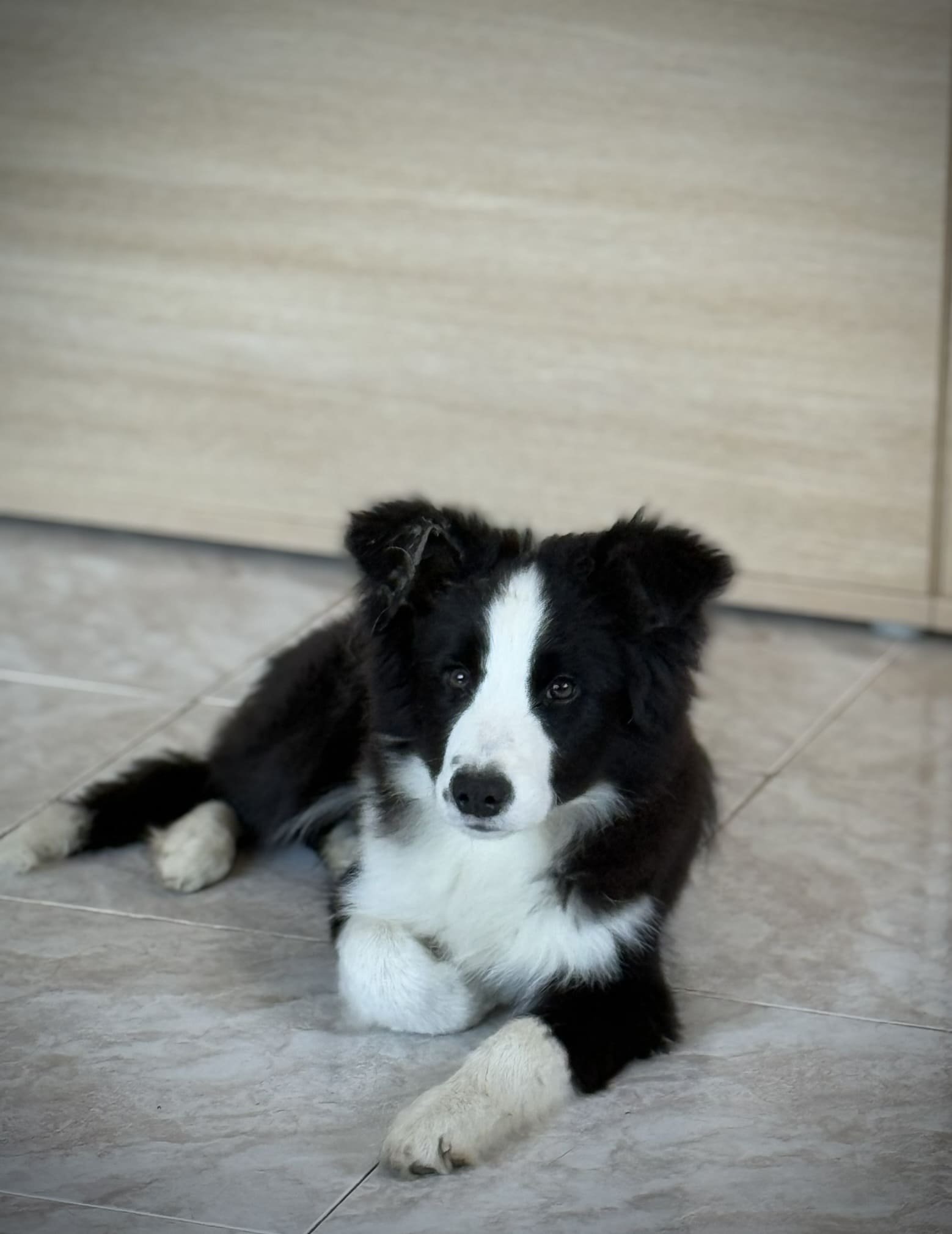 Cookie 5 meses