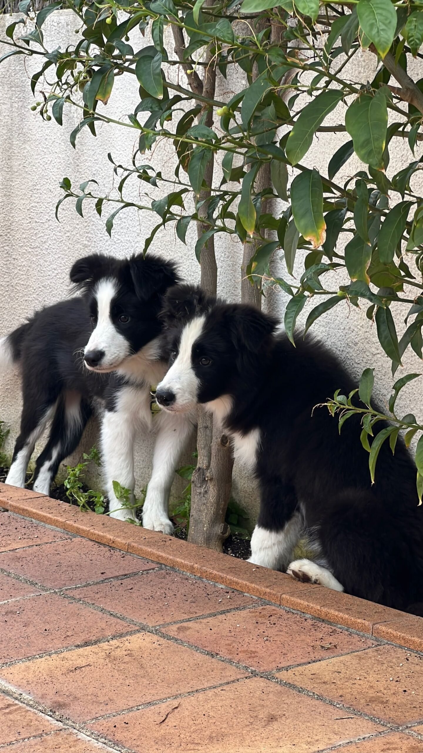 Puppy y Cookie (1)