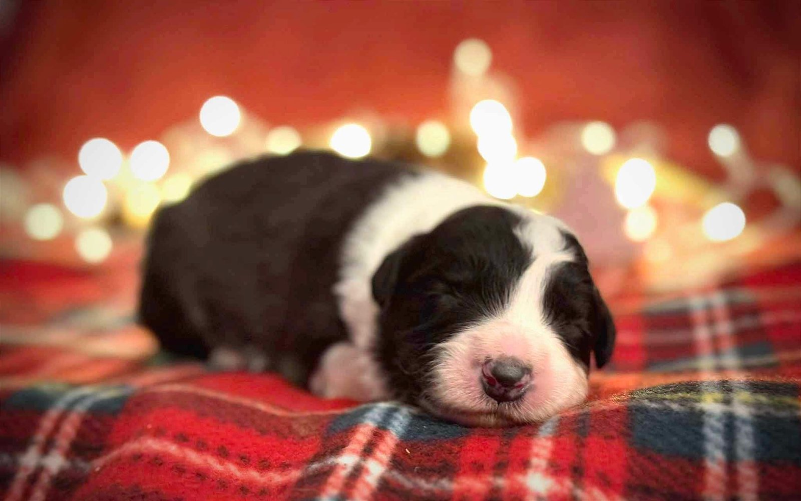 cachorra border collie