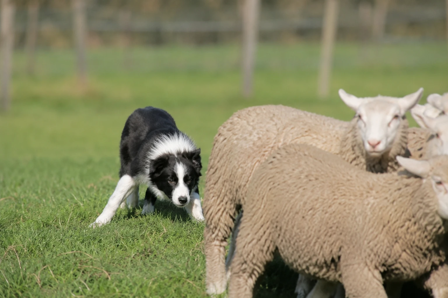 Cómo controlar el instinto de pastoreo en cachorros de Border Collie sin reprimir su naturaleza