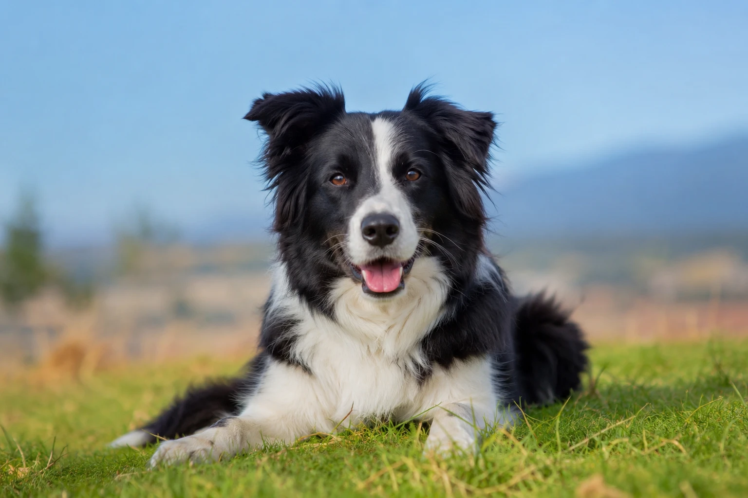 Cómo es el caracter de un border collie